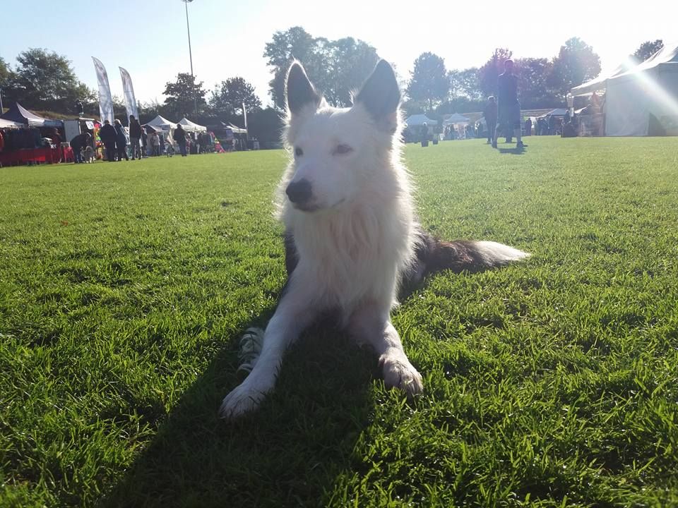 Criadero de Border Collie: Servicios de Centro Canino Oxican Criadero de Border Collie: Servicios de Centro Canino Oxican
