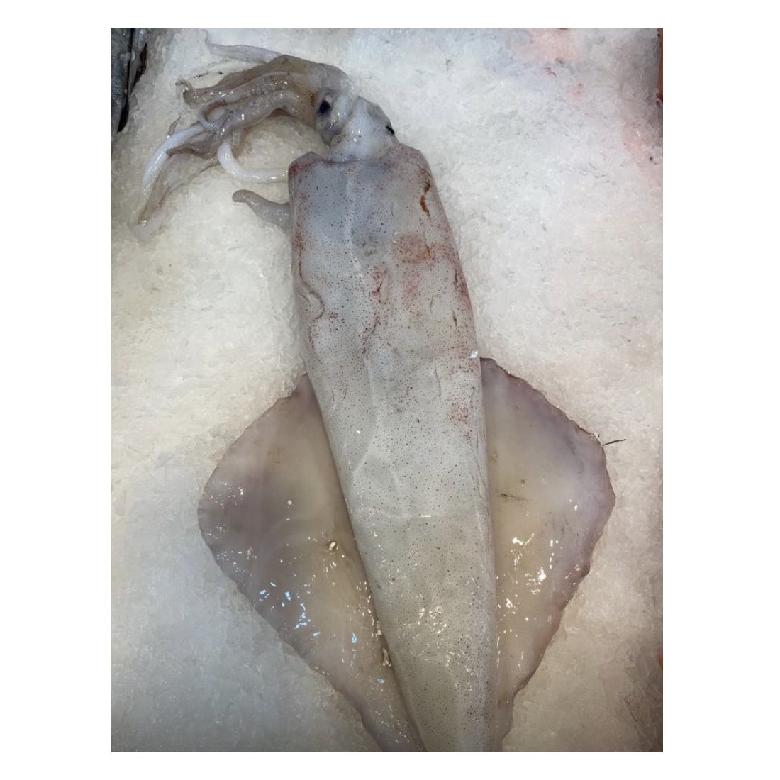 Calamares frescos en diferentes tamaños: Productos de Pescadería El Faro de la Bozada Calamares frescos en diferentes tamaños: Productos de Pescadería El Faro de la Bozada