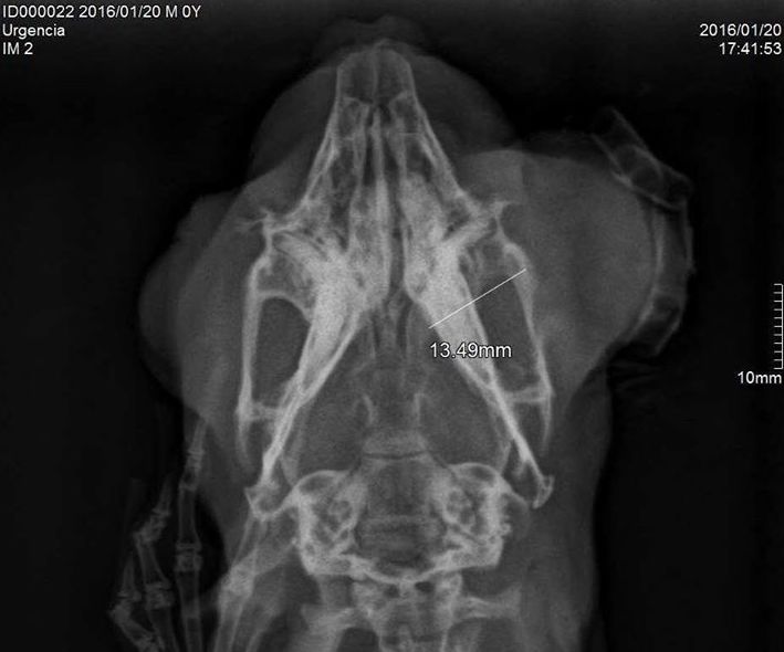 Diagnóstico por imagen: Servicios de Mastervet Mirasierra Diagnóstico por imagen: Servicios de Mastervet Mirasierra
