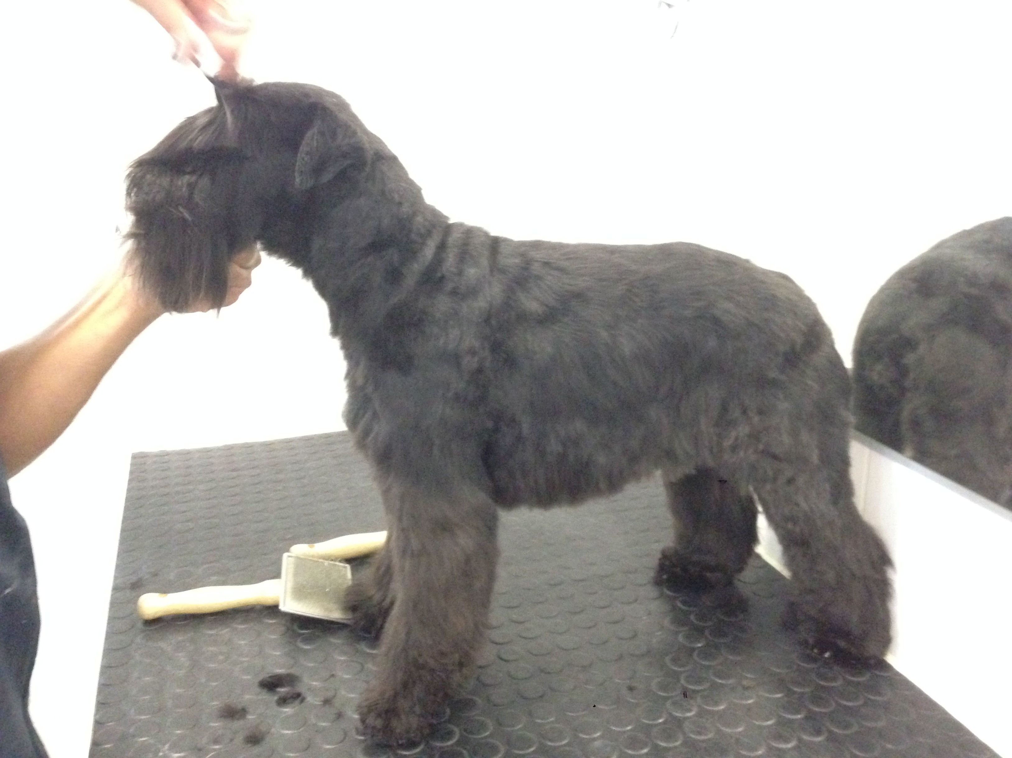 Peluquería canina y felina 3.: Servicios de Mastervet Mirasierra Peluquería canina y felina 3.: Servicios de Mastervet Mirasierra