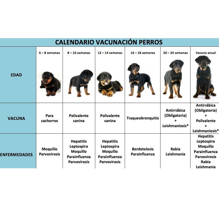Vacunación: Servicios de Mastervet Mirasierra Vacunación: Servicios de Mastervet Mirasierra