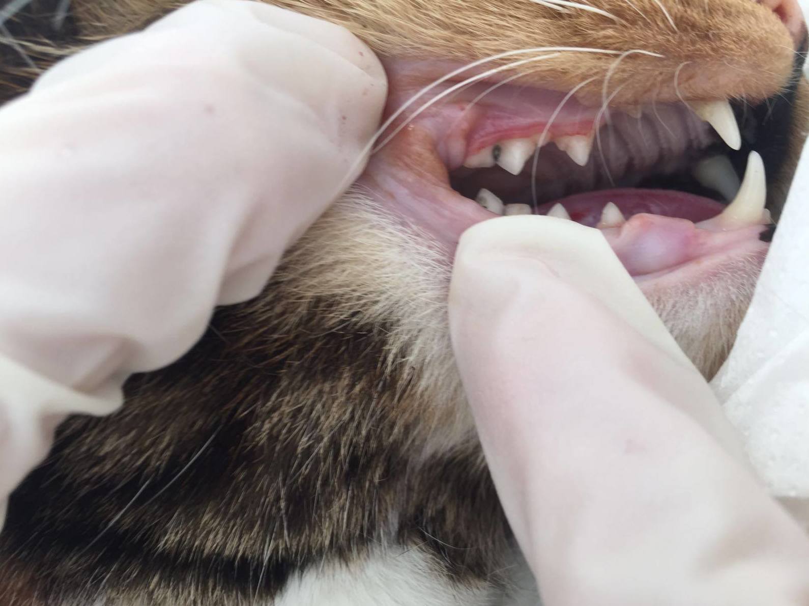 Odontología: Servicios de Mastervet Mirasierra Odontología: Servicios de Mastervet Mirasierra