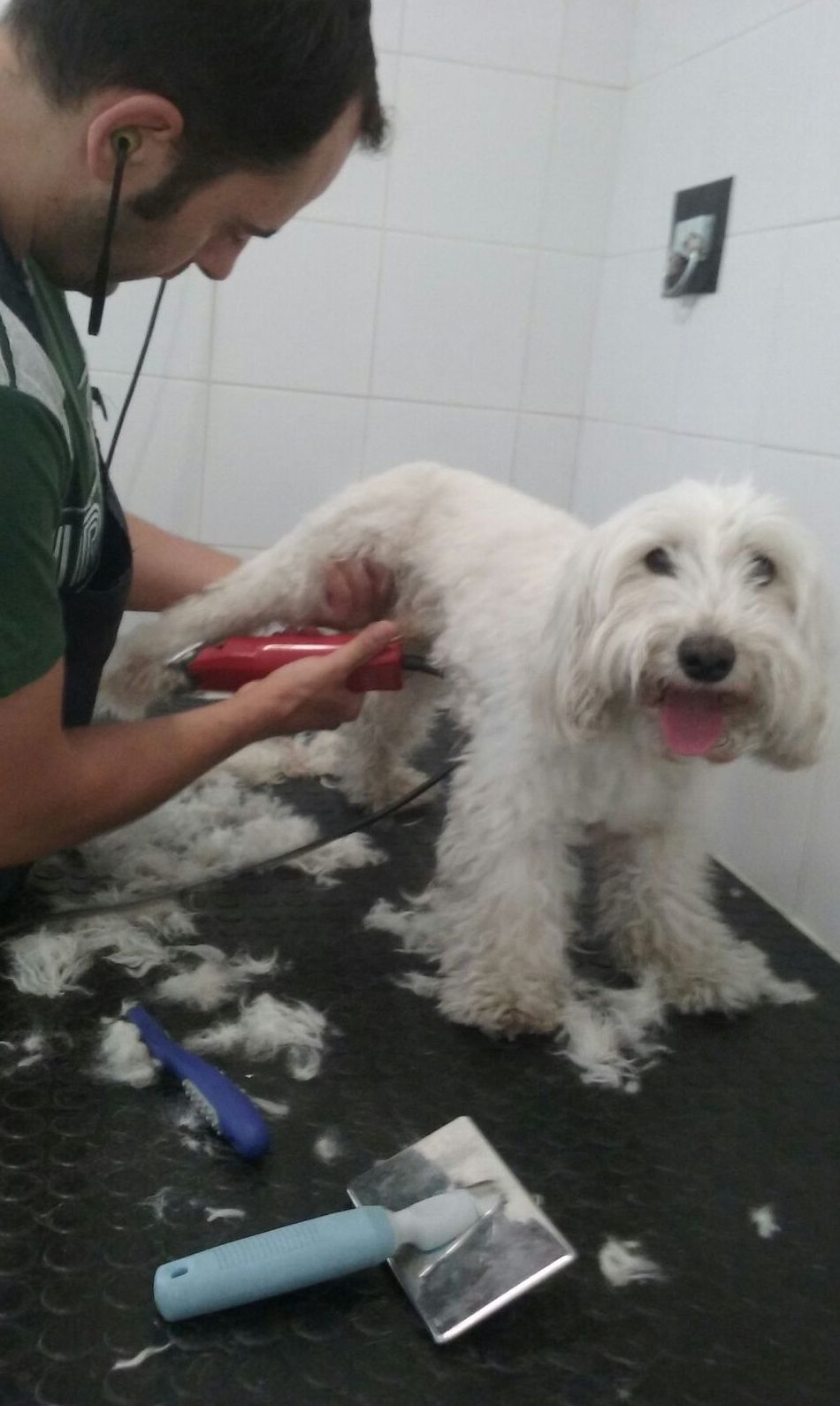 Peluquería canina y felina 3.: Servicios de Mastervet Mirasierra Peluquería canina y felina 3.: Servicios de Mastervet Mirasierra
