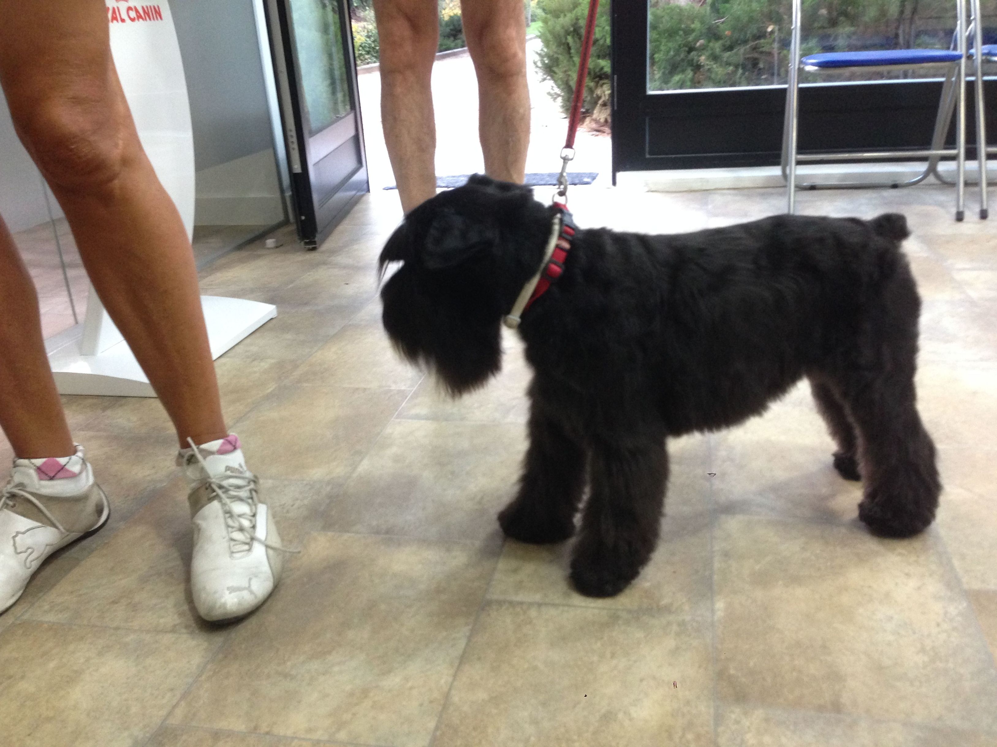 Peluquería canina y felina 3.: Servicios de Mastervet Mirasierra Peluquería canina y felina 3.: Servicios de Mastervet Mirasierra