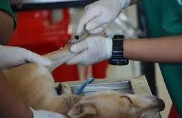 Cirugía general : Servicios de Mastervet Mirasierra Cirugía general : Servicios de Mastervet Mirasierra