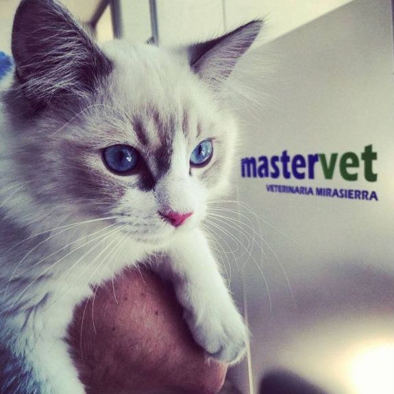 Urgencias 24h 4: Servicios de Mastervet Mirasierra Urgencias 24h 4: Servicios de Mastervet Mirasierra