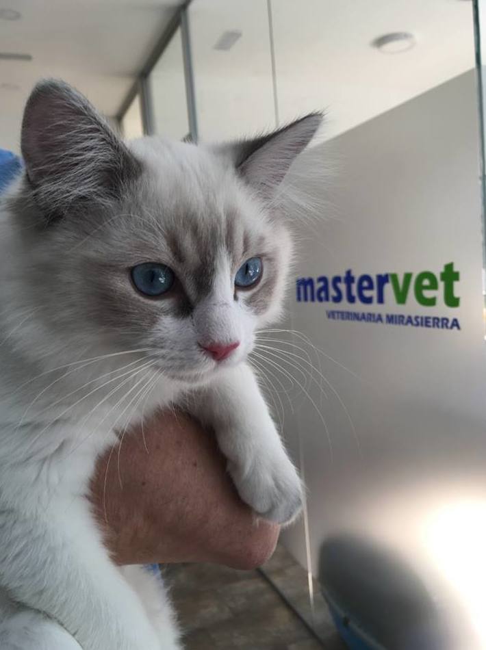 Ejercicio: Servicios de Mastervet Mirasierra Ejercicio: Servicios de Mastervet Mirasierra