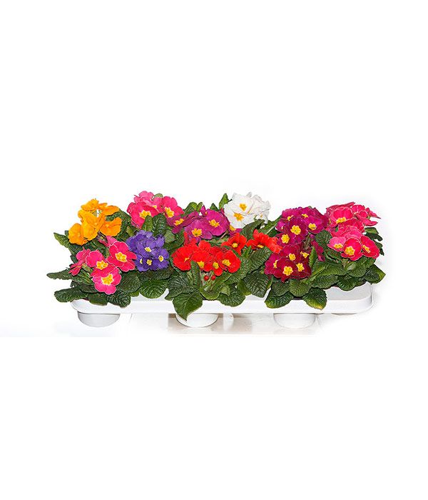 Plantas de exterior y jardín: Productos de FLORISTERÍA CASA BASUSTA Plantas de exterior y jardín: Productos de FLORISTERÍA CASA BASUSTA