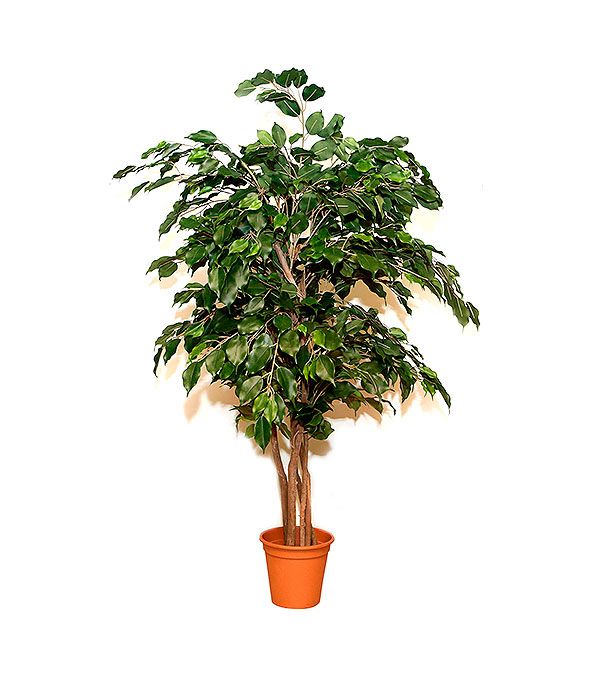 Plantas artificiales: Productos de FLORISTERÍA CASA BASUSTA Plantas artificiales: Productos de FLORISTERÍA CASA BASUSTA