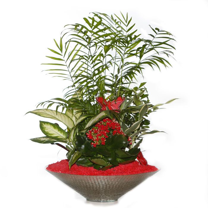 Composiciones: Productos de FLORISTERÍA CASA BASUSTA Composiciones: Productos de FLORISTERÍA CASA BASUSTA