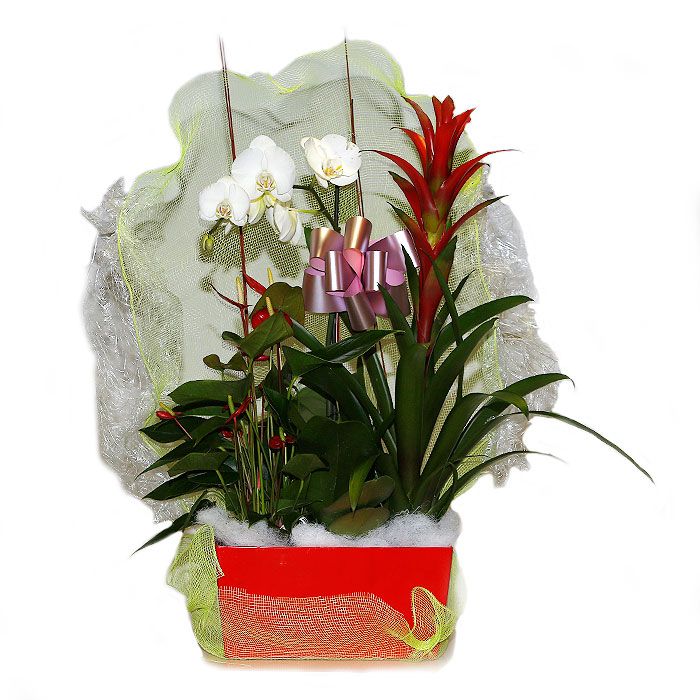 Composiciones: Productos de FLORISTERÍA CASA BASUSTA Composiciones: Productos de FLORISTERÍA CASA BASUSTA