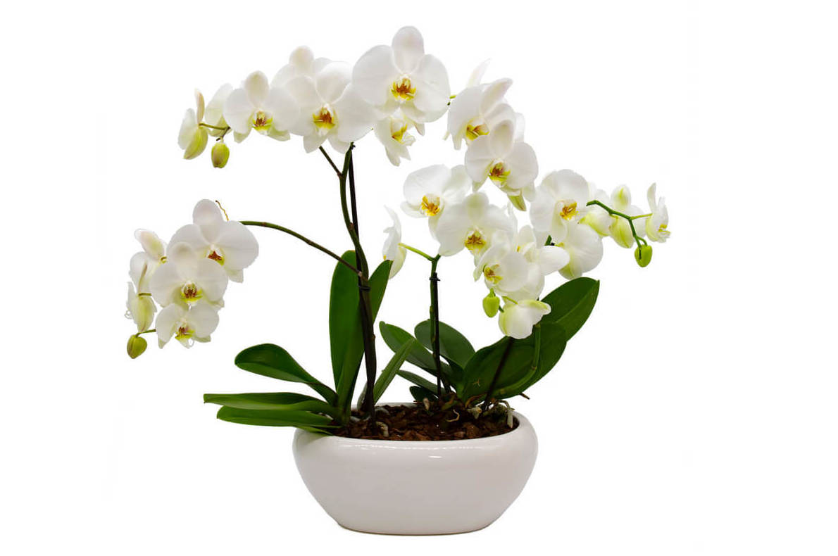 Preciosas orquídeas, un acierto seguro para impactar 