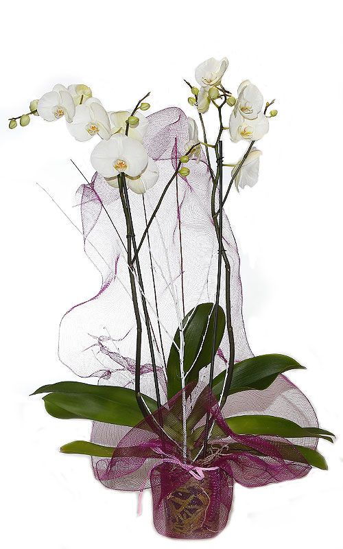 Orquídeas: Productos de FLORISTERÍA CASA BASUSTA Orquídeas: Productos de FLORISTERÍA CASA BASUSTA