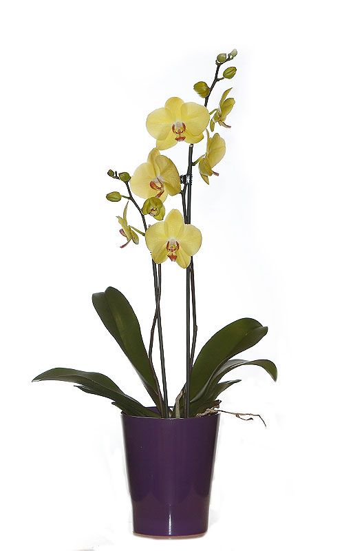 Orquídeas: Productos de FLORISTERÍA CASA BASUSTA Orquídeas: Productos de FLORISTERÍA CASA BASUSTA