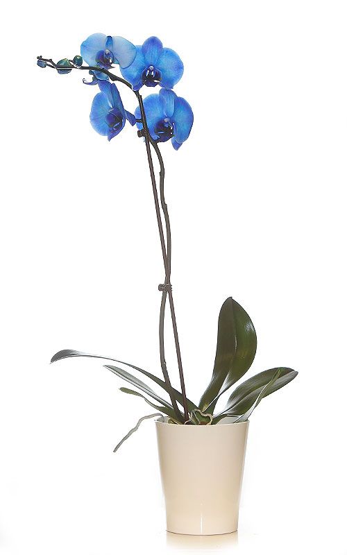 Orquídeas: Productos de FLORISTERÍA CASA BASUSTA Orquídeas: Productos de FLORISTERÍA CASA BASUSTA