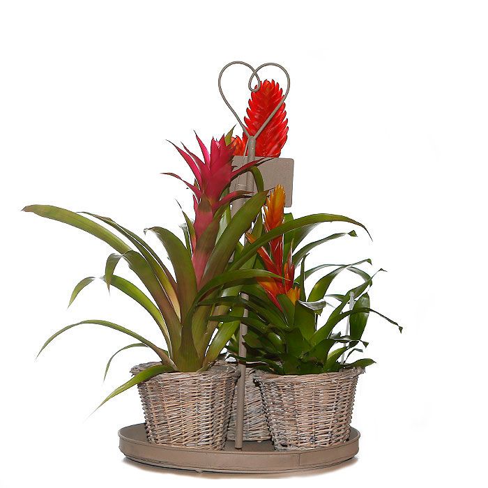 Composiciones: Productos de FLORISTERÍA CASA BASUSTA Composiciones: Productos de FLORISTERÍA CASA BASUSTA