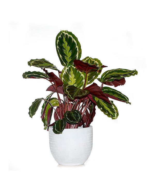 Plantas de interior: Productos de FLORISTERÍA CASA BASUSTA Plantas de interior: Productos de FLORISTERÍA CASA BASUSTA