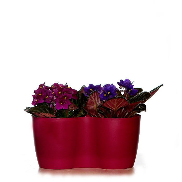 Composiciones: Productos de FLORISTERÍA CASA BASUSTA Composiciones: Productos de FLORISTERÍA CASA BASUSTA