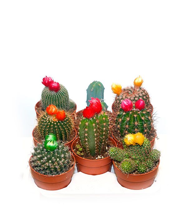Plantas de interior: Productos de FLORISTERÍA CASA BASUSTA Plantas de interior: Productos de FLORISTERÍA CASA BASUSTA