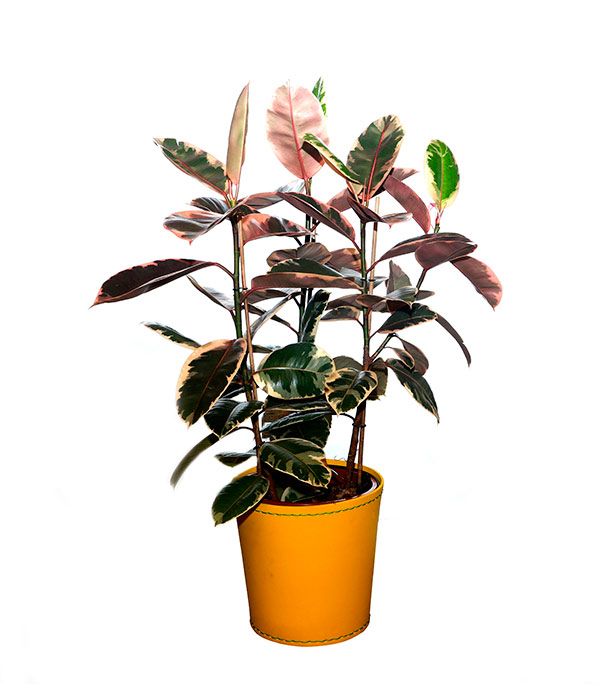 Plantas de interior: Productos de FLORISTERÍA CASA BASUSTA Plantas de interior: Productos de FLORISTERÍA CASA BASUSTA