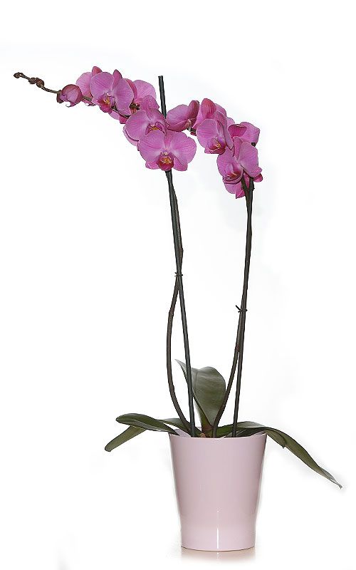 Orquídeas: Productos de FLORISTERÍA CASA BASUSTA Orquídeas: Productos de FLORISTERÍA CASA BASUSTA