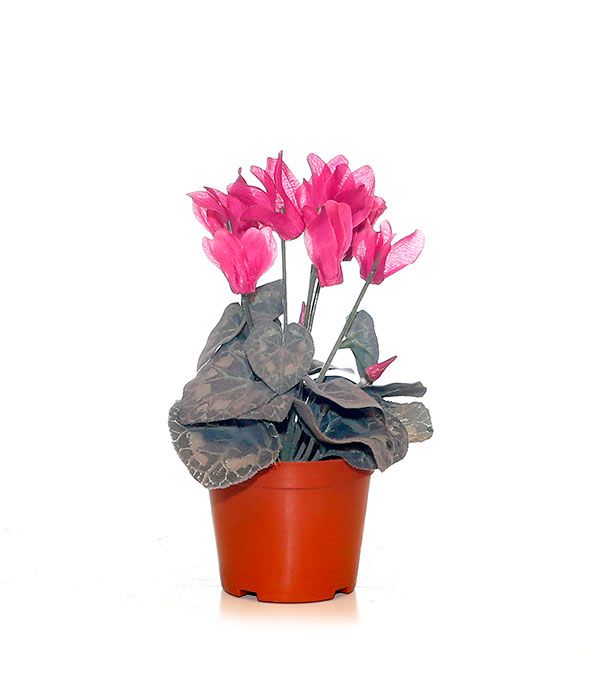 Plantas artificiales: Productos de FLORISTERÍA CASA BASUSTA Plantas artificiales: Productos de FLORISTERÍA CASA BASUSTA