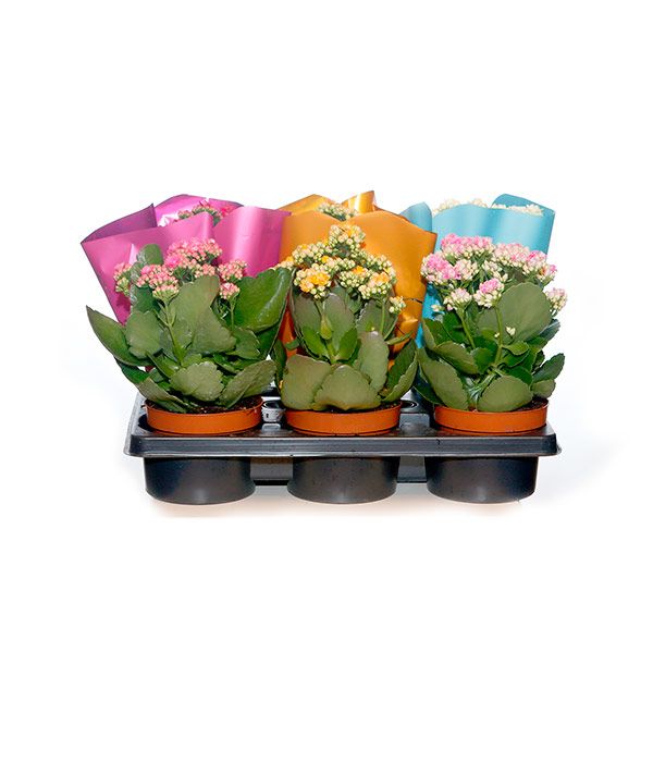 Plantas de exterior y jardín: Productos de FLORISTERÍA CASA BASUSTA Plantas de exterior y jardín: Productos de FLORISTERÍA CASA BASUSTA