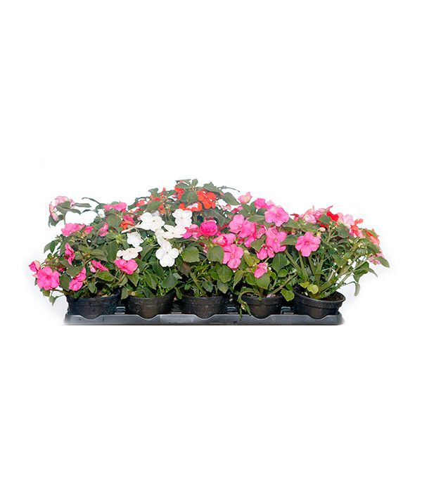 Plantas de exterior y jardín: Productos de FLORISTERÍA CASA BASUSTA Plantas de exterior y jardín: Productos de FLORISTERÍA CASA BASUSTA