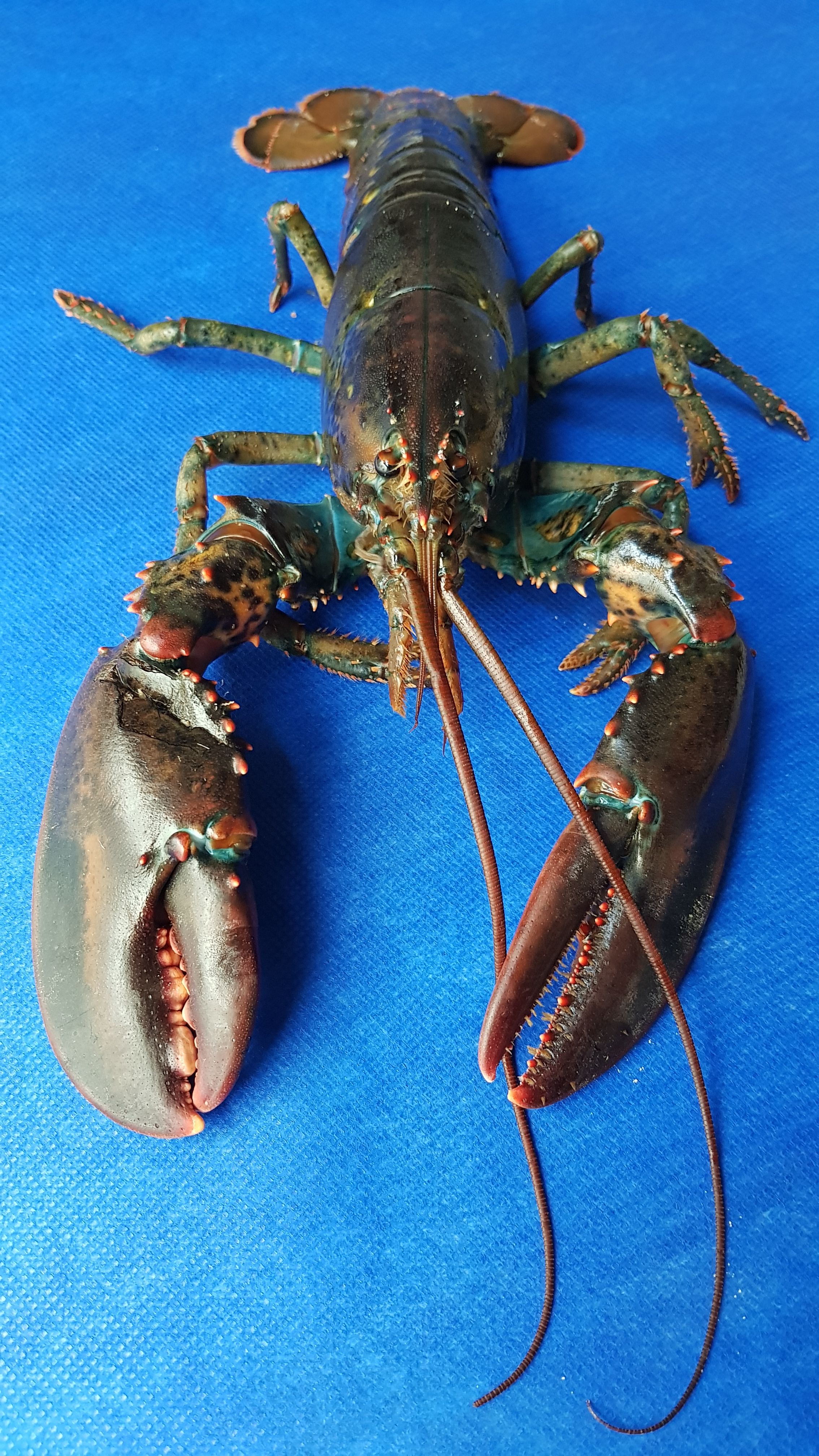 Productos: Ses Paelles de Cadaqués de Ses Paelles de Cadaqués Productos: Ses Paelles de Cadaqués de Ses Paelles de Cadaqués