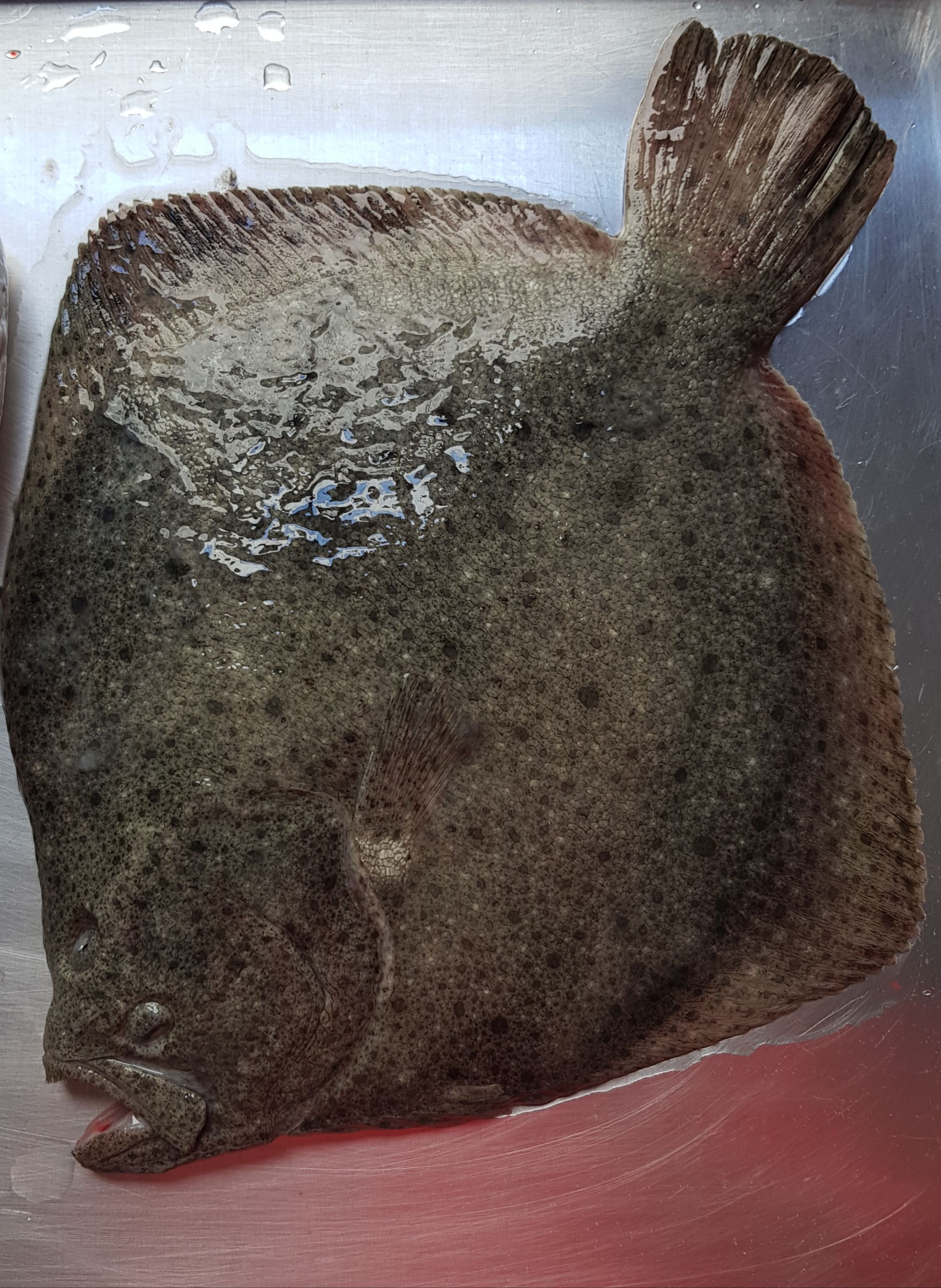 Productos: Ses Paelles de Cadaqués de Ses Paelles de Cadaqués Productos: Ses Paelles de Cadaqués de Ses Paelles de Cadaqués