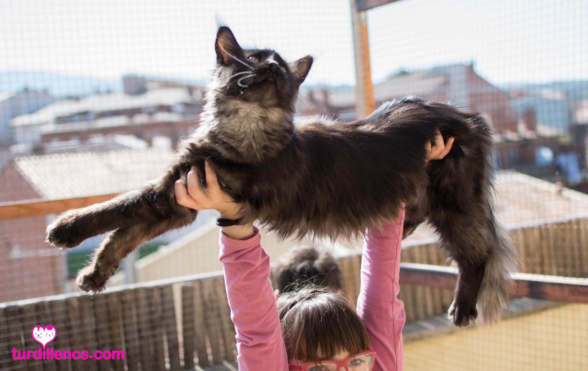 Berkano Ashanti: Venta de Cachorros Maine Coon de Turdillencs - Venta de gatos Maine Coon Berkano Ashanti: Venta de Cachorros Maine Coon de Turdillencs - Venta de gatos Maine Coon