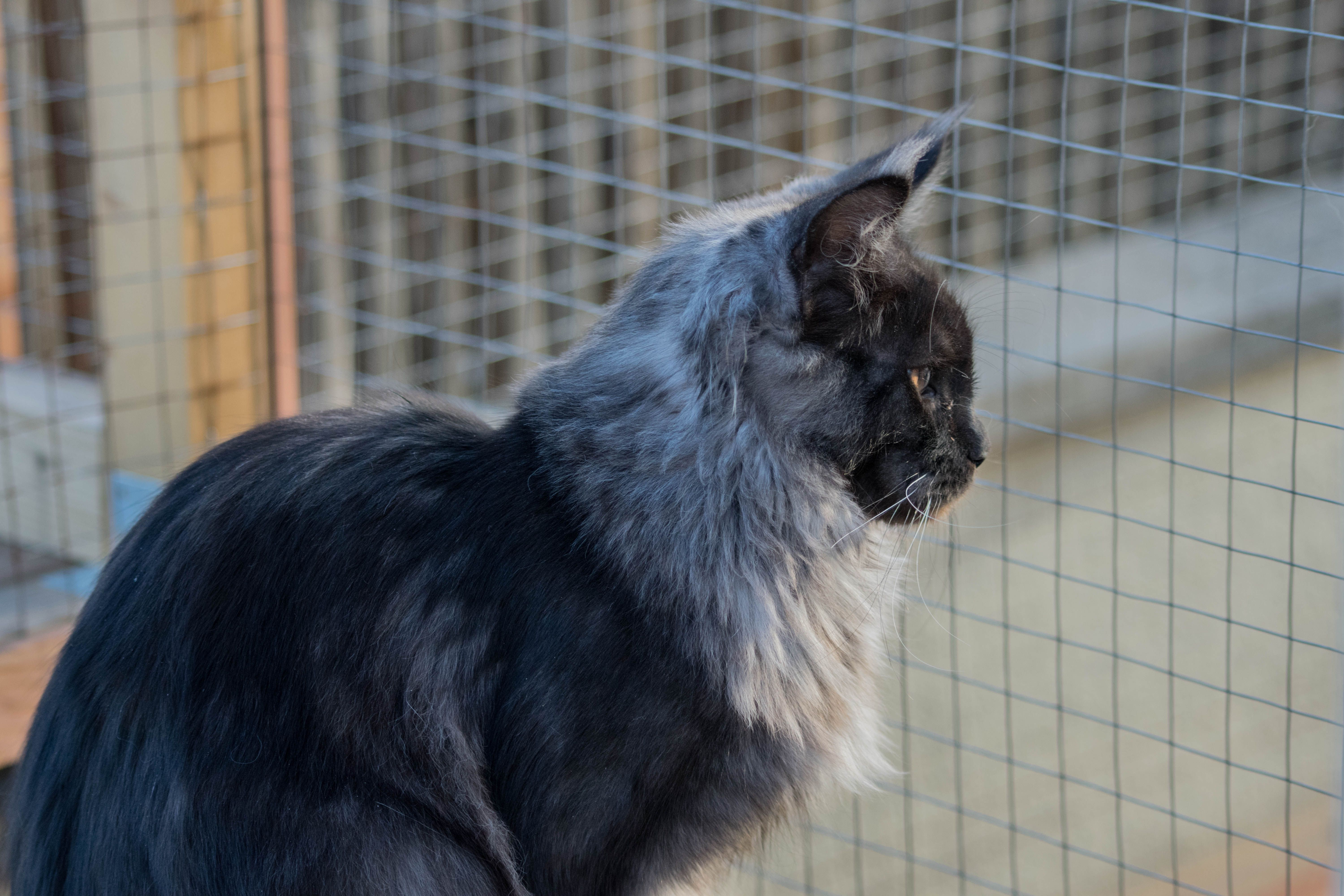 Foto 28 de Venta de gatos de la raza Maine Coon en  | Turdillencs - Venta de gatos Maine Coon