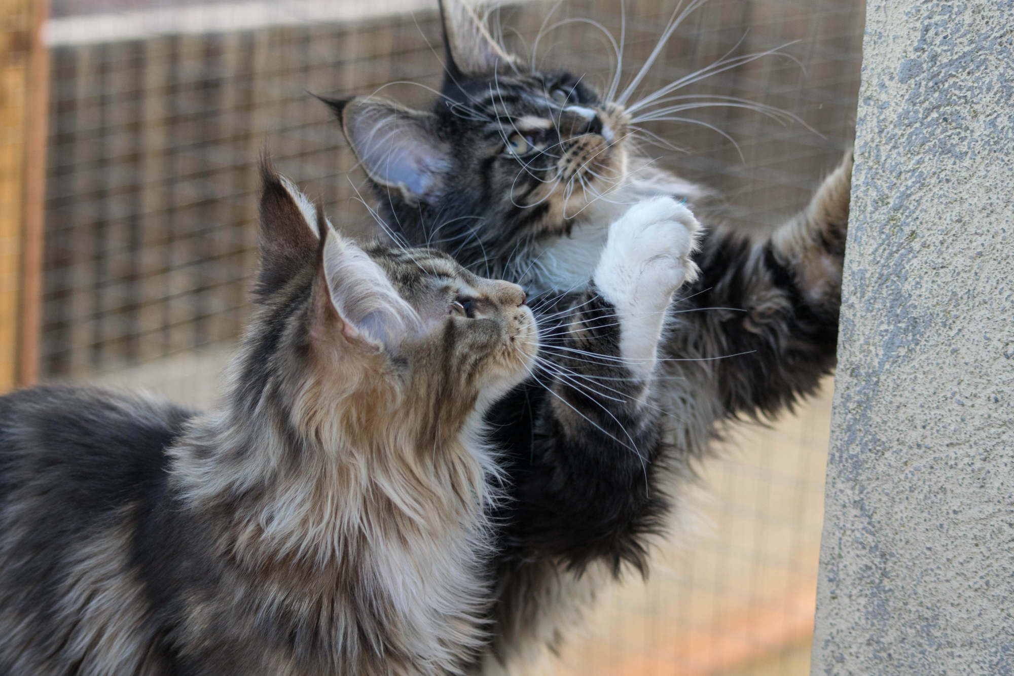 Markus de la Chispa: Venta de Cachorros Maine Coon de Turdillencs - Venta de gatos Maine Coon Markus de la Chispa: Venta de Cachorros Maine Coon de Turdillencs - Venta de gatos Maine Coon