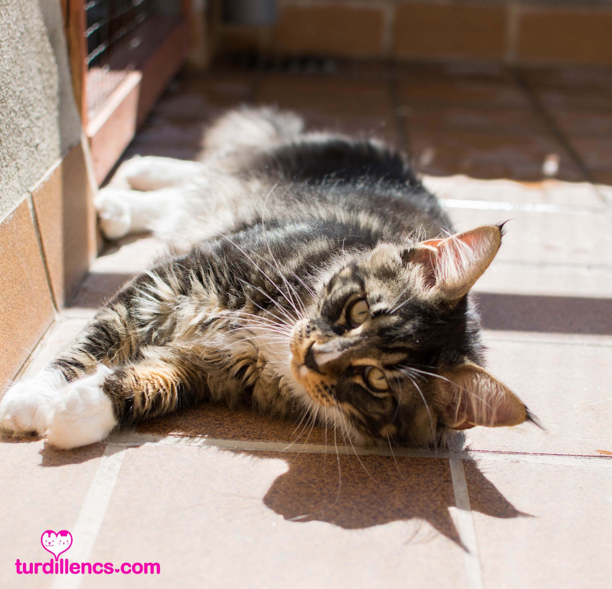 Markus de la Chispa: Venta de Cachorros Maine Coon de Turdillencs - Venta de gatos Maine Coon Markus de la Chispa: Venta de Cachorros Maine Coon de Turdillencs - Venta de gatos Maine Coon