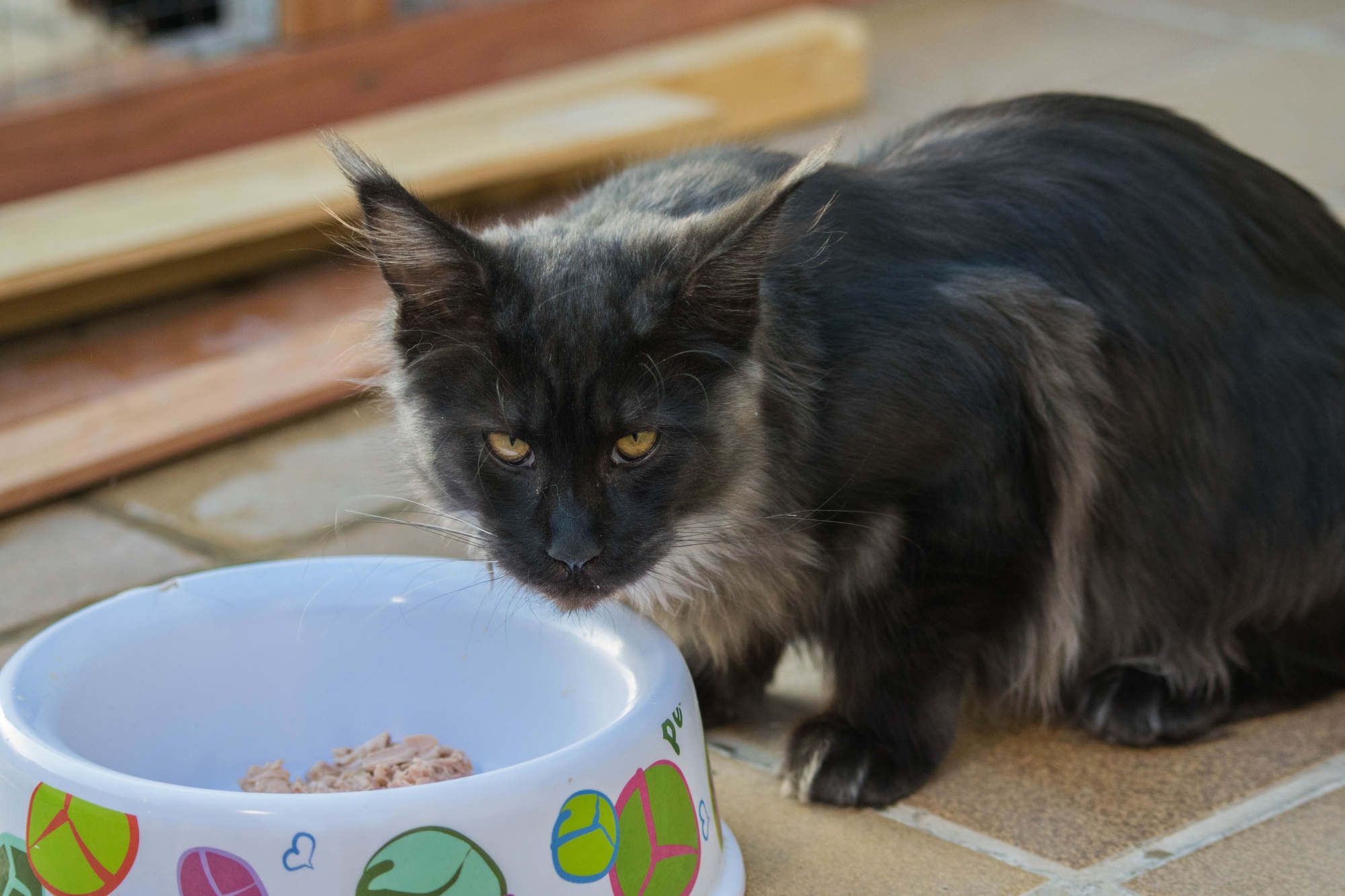 Berkano Ashanti: Venta de Cachorros Maine Coon de Turdillencs - Venta de gatos Maine Coon Berkano Ashanti: Venta de Cachorros Maine Coon de Turdillencs - Venta de gatos Maine Coon