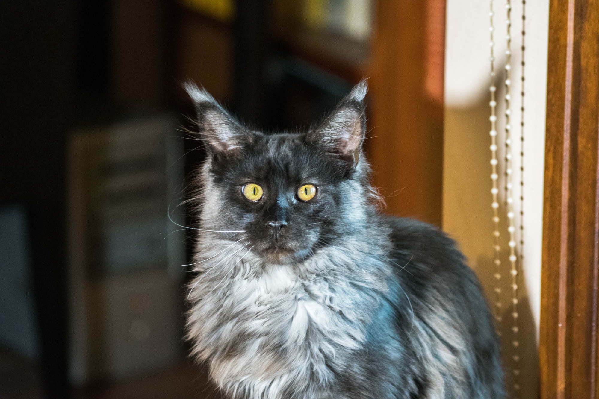 Berkano Ashanti: Venta de Cachorros Maine Coon de Turdillencs - Venta de gatos Maine Coon Berkano Ashanti: Venta de Cachorros Maine Coon de Turdillencs - Venta de gatos Maine Coon