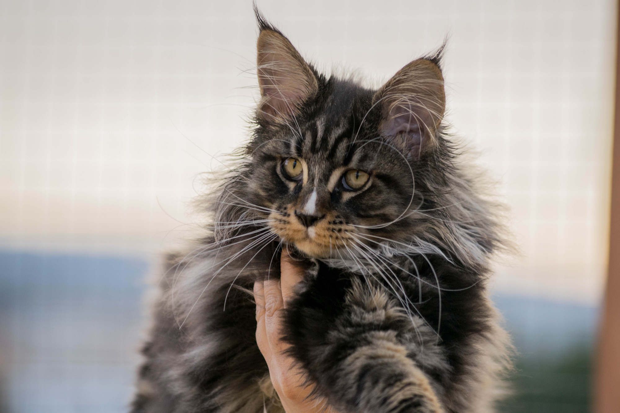 Markus de la Chispa: Venta de Cachorros Maine Coon de Turdillencs - Venta de gatos Maine Coon Markus de la Chispa: Venta de Cachorros Maine Coon de Turdillencs - Venta de gatos Maine Coon