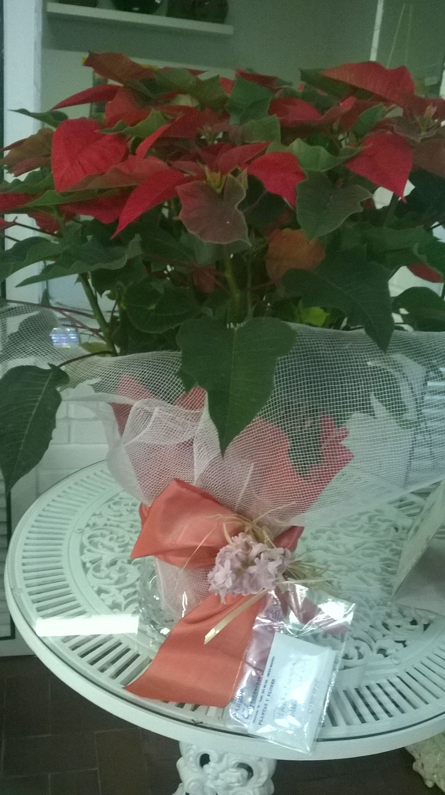 Planta de Navida Planta de Navida