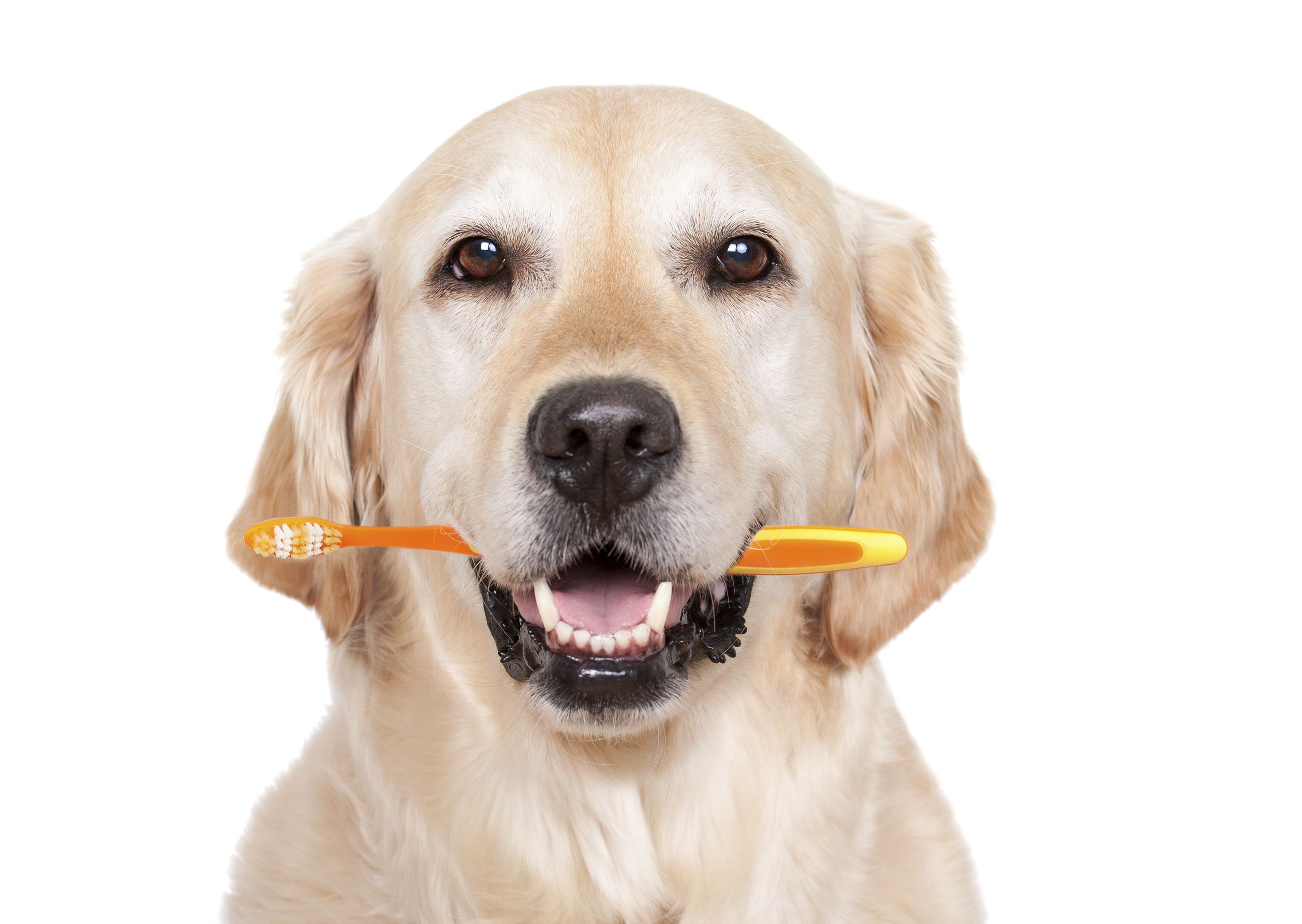 Limpieza dental con ultrasonidos: Servicios Veterinarios de Clínica Veterinaria AlphaBcn Limpieza dental con ultrasonidos: Servicios Veterinarios de Clínica Veterinaria AlphaBcn