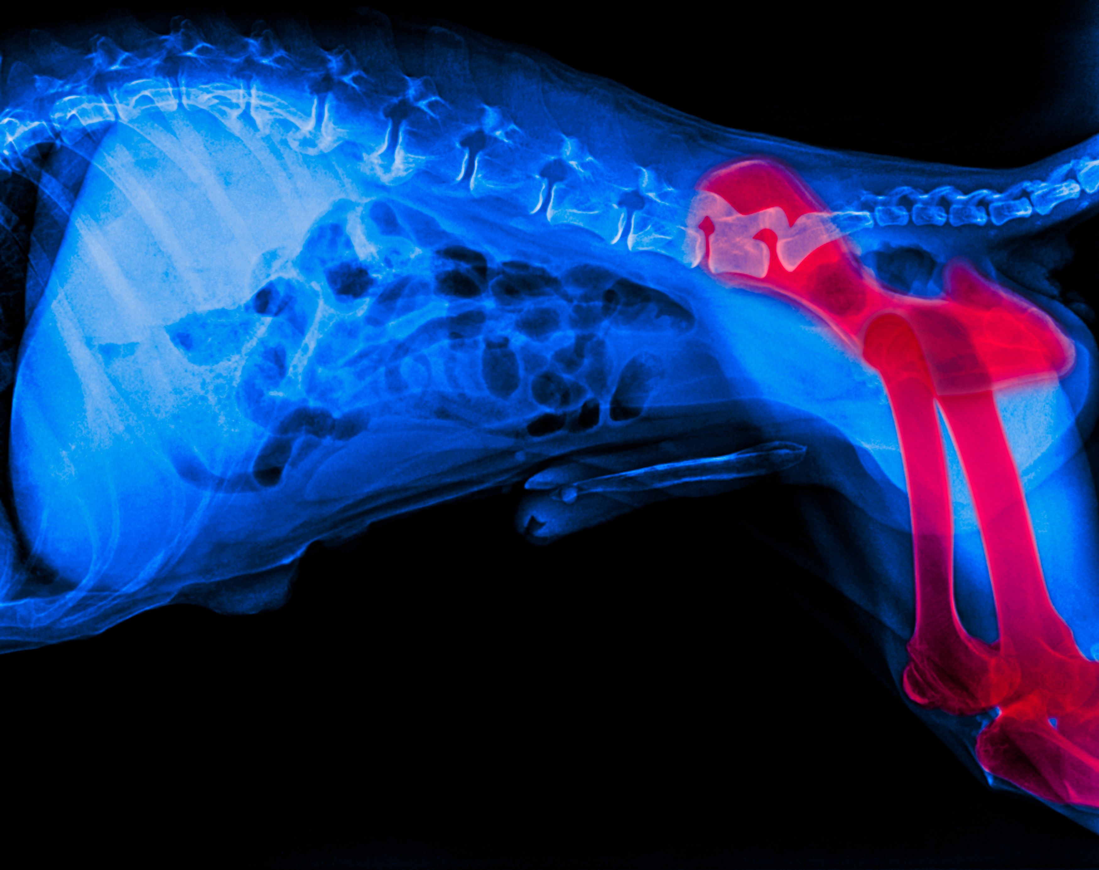 Radiografía digital: Servicios Veterinarios de Clínica Veterinaria AlphaBcn Radiografía digital: Servicios Veterinarios de Clínica Veterinaria AlphaBcn