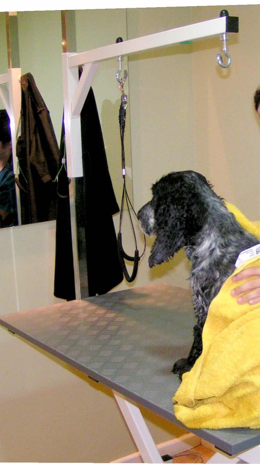 Peluquerías canina y felina: Servicios Veterinarios de Clínica Veterinaria AlphaBcn Peluquerías canina y felina: Servicios Veterinarios de Clínica Veterinaria AlphaBcn