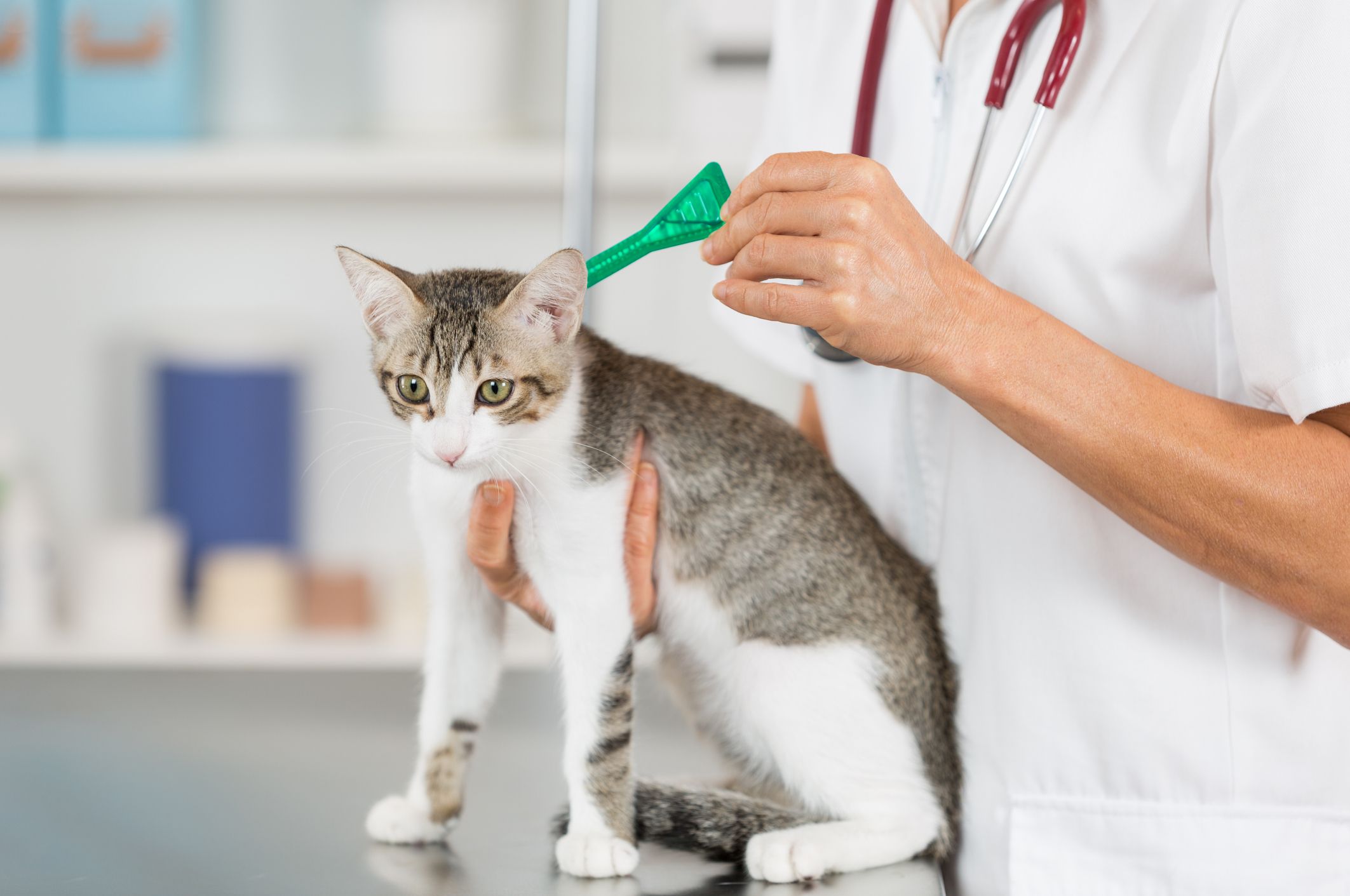 Antiparasitarios: Servicios Veterinarios de Clínica Veterinaria AlphaBcn Antiparasitarios: Servicios Veterinarios de Clínica Veterinaria AlphaBcn