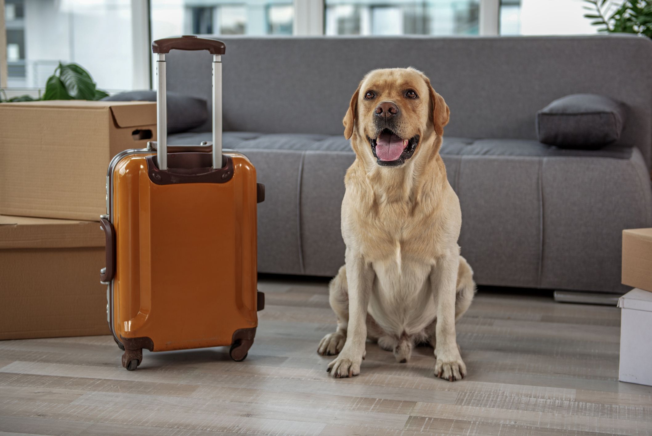 Trámites para viajar con mascotas: Servicios Veterinarios de Clínica Veterinaria AlphaBcn Trámites para viajar con mascotas: Servicios Veterinarios de Clínica Veterinaria AlphaBcn
