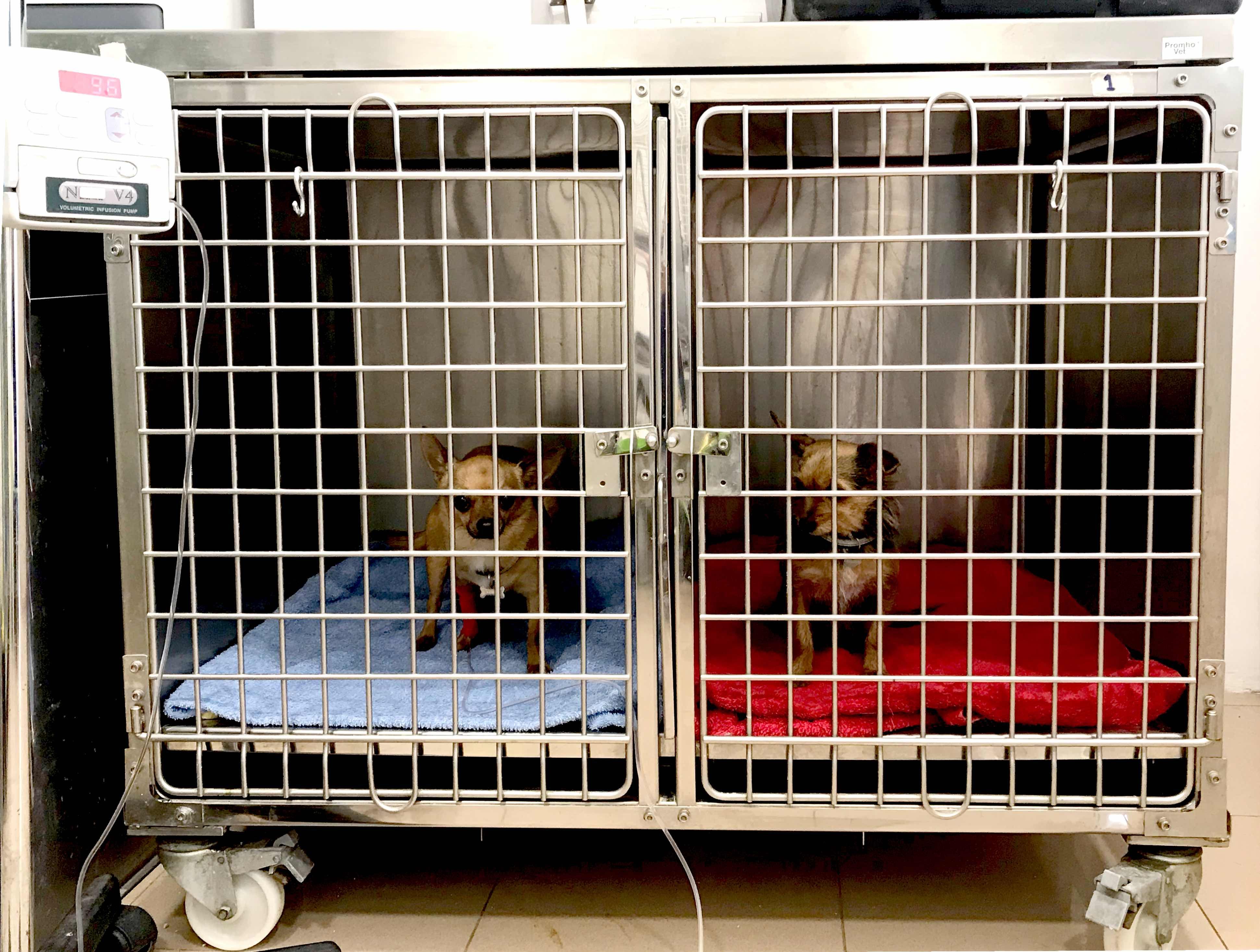 Hospitalización: Servicios Veterinarios de Clínica Veterinaria AlphaBcn Hospitalización: Servicios Veterinarios de Clínica Veterinaria AlphaBcn