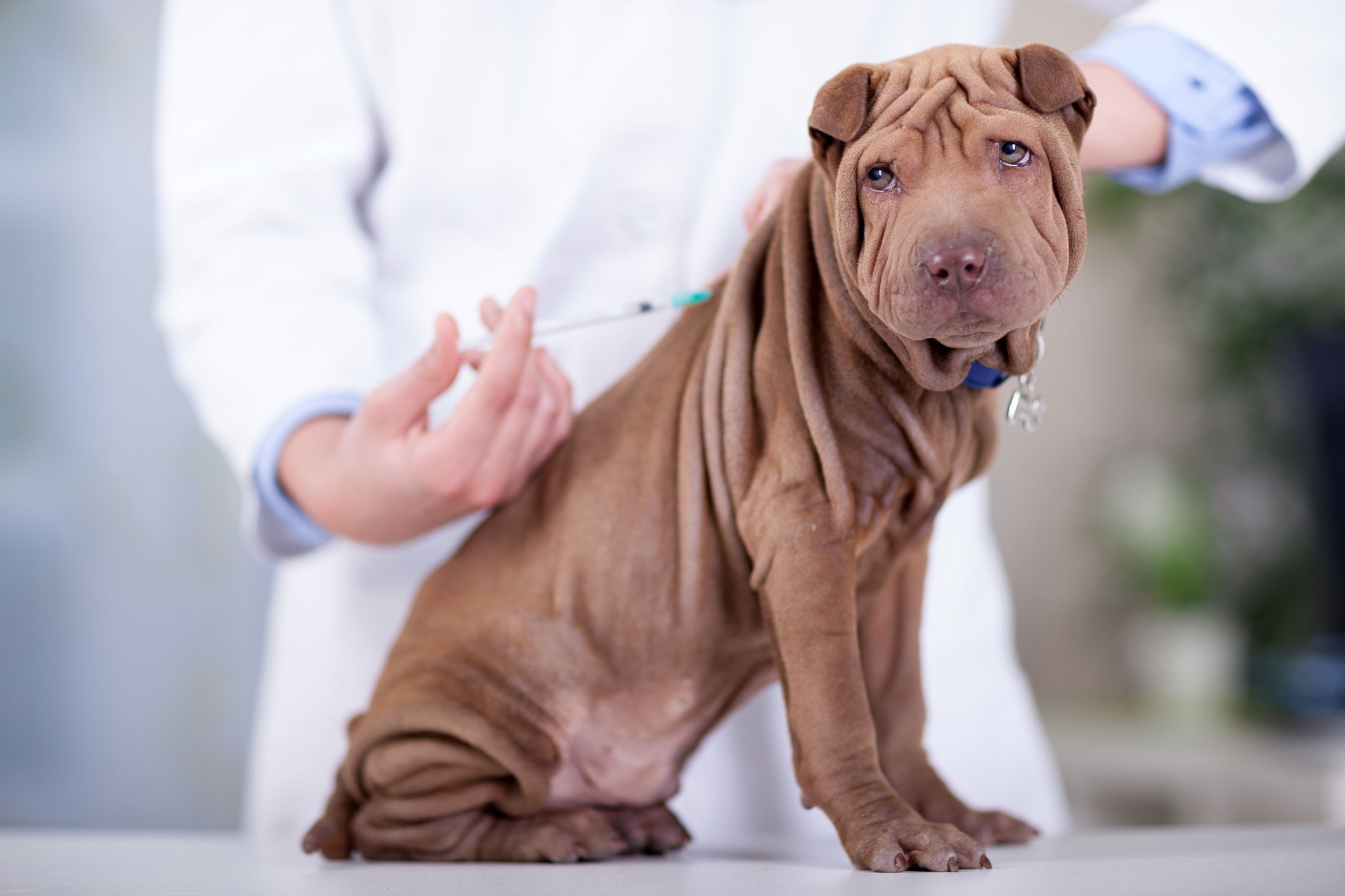 Vacunación para mascotas: Servicios Veterinarios de Clínica Veterinaria AlphaBcn Vacunación para mascotas: Servicios Veterinarios de Clínica Veterinaria AlphaBcn