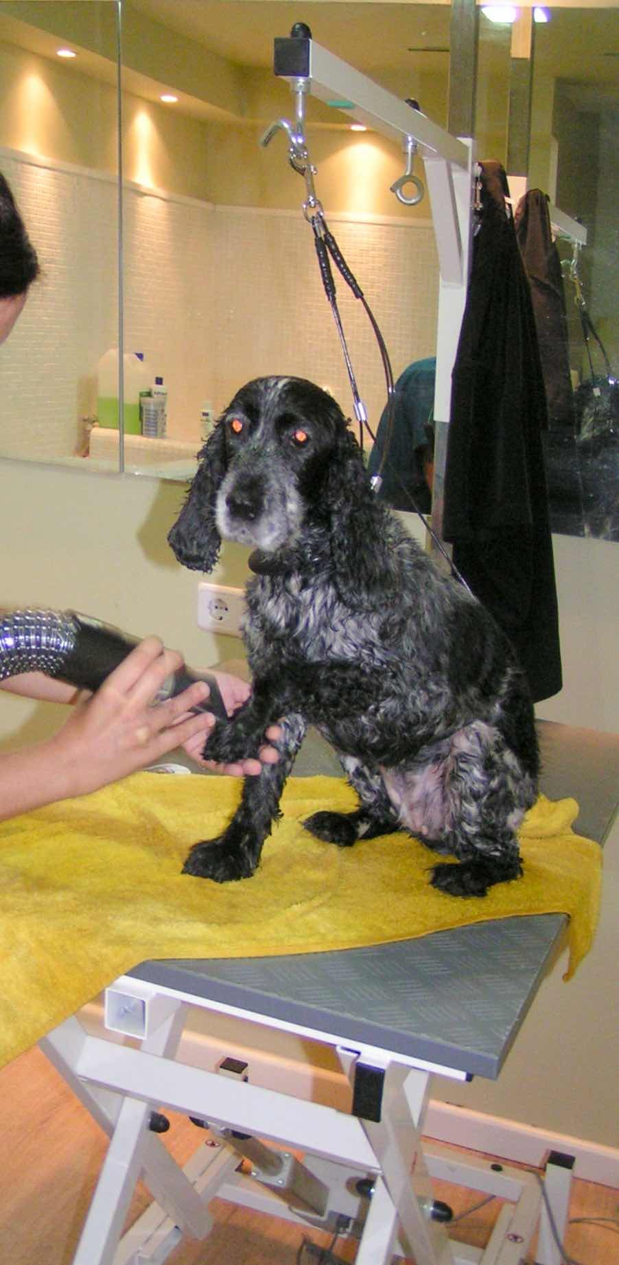 Peluquerías canina y felina: Servicios Veterinarios de Clínica Veterinaria AlphaBcn Peluquerías canina y felina: Servicios Veterinarios de Clínica Veterinaria AlphaBcn