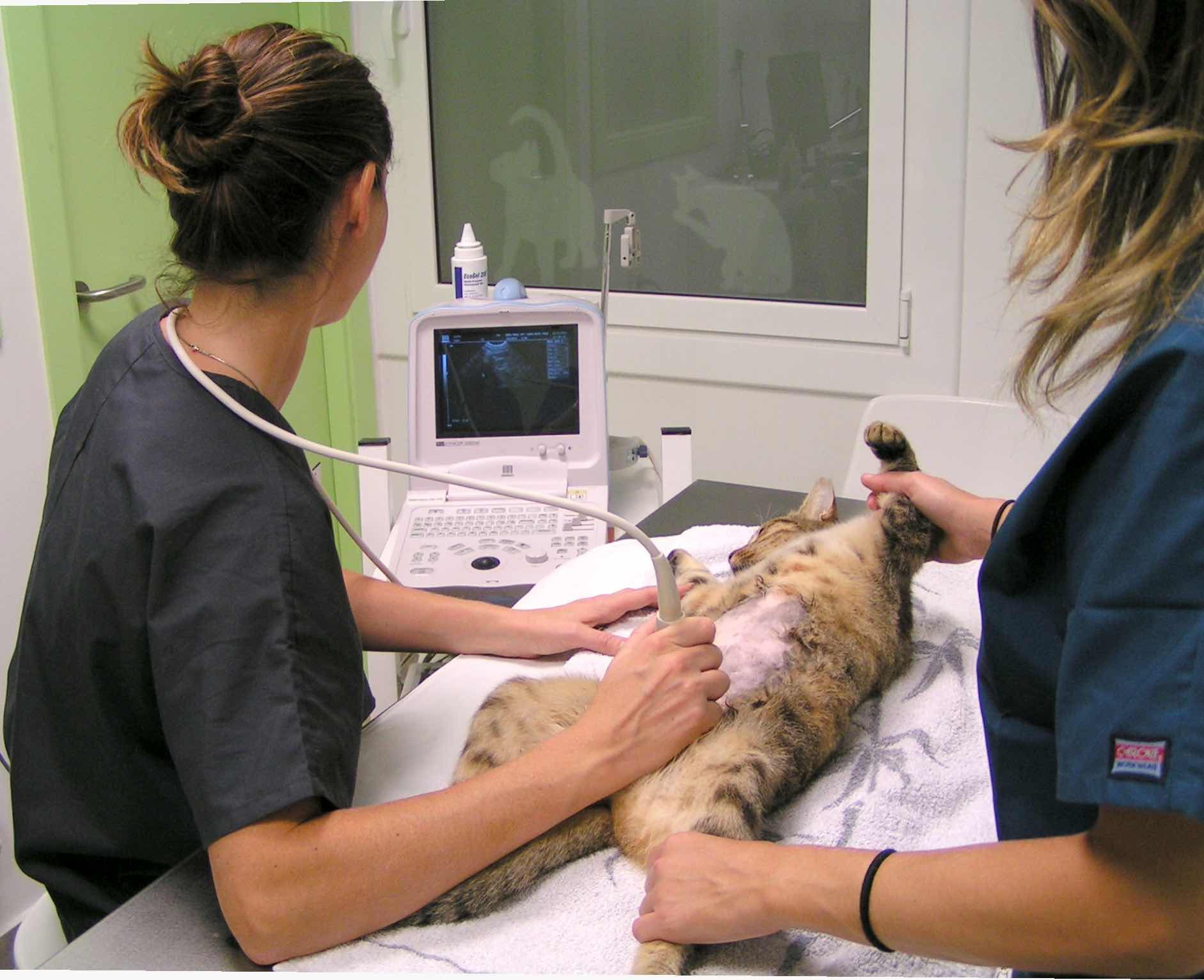 Ecografía abdominal: Servicios Veterinarios de Clínica Veterinaria AlphaBcn Ecografía abdominal: Servicios Veterinarios de Clínica Veterinaria AlphaBcn
