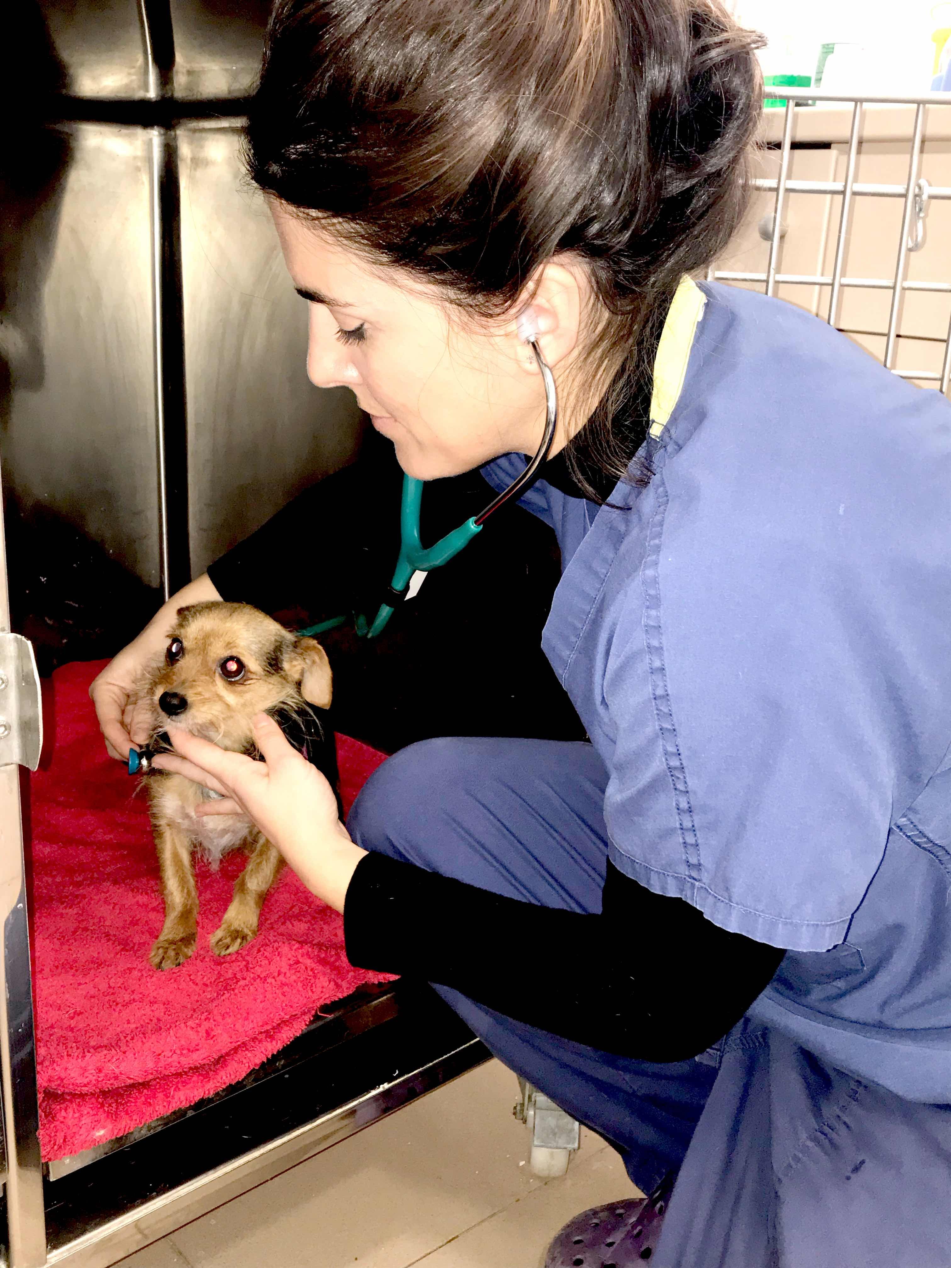Hospitalización: Servicios Veterinarios de Clínica Veterinaria AlphaBcn Hospitalización: Servicios Veterinarios de Clínica Veterinaria AlphaBcn
