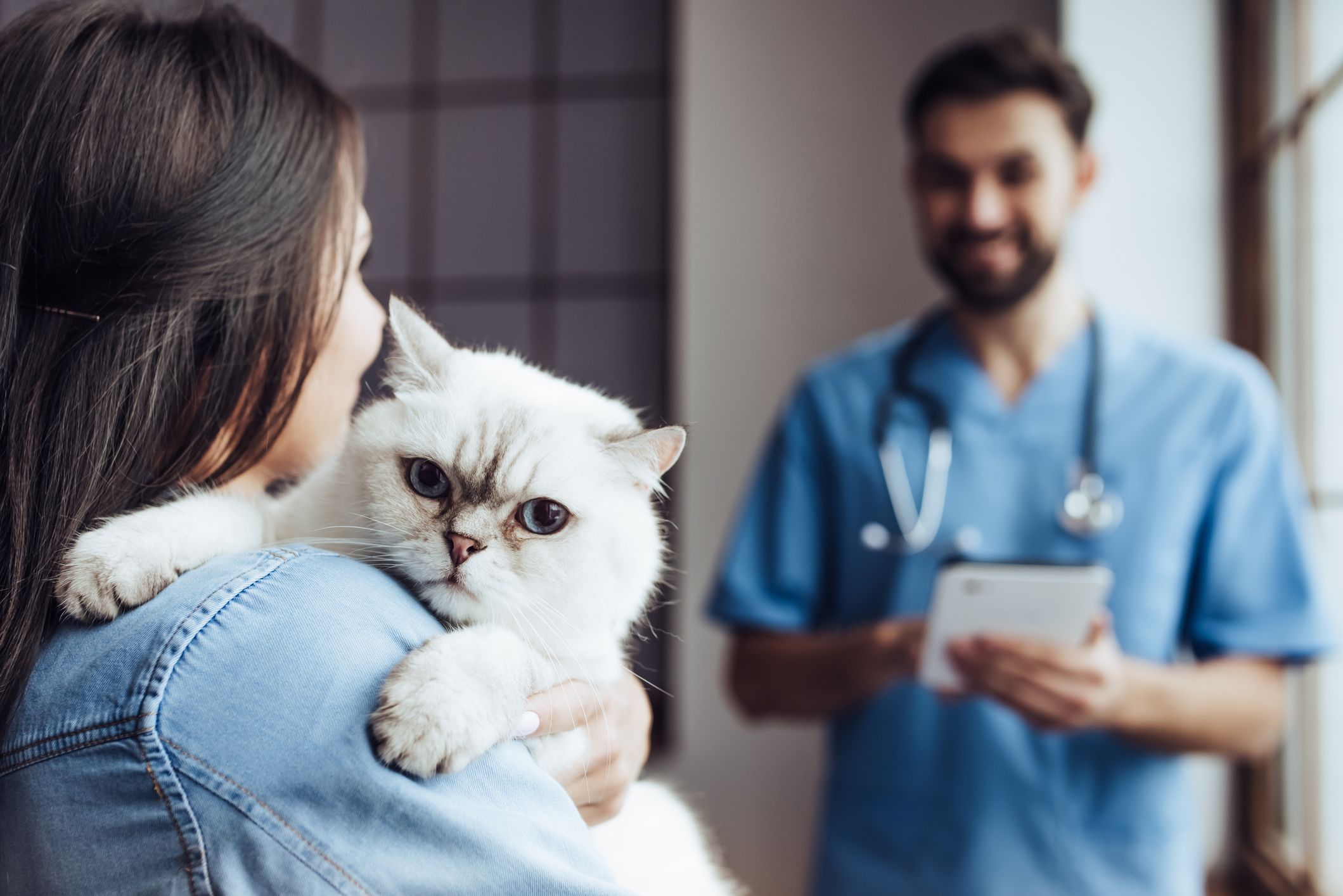Servicio a domicilio: Servicios Veterinarios de Clínica Veterinaria AlphaBcn Servicio a domicilio: Servicios Veterinarios de Clínica Veterinaria AlphaBcn