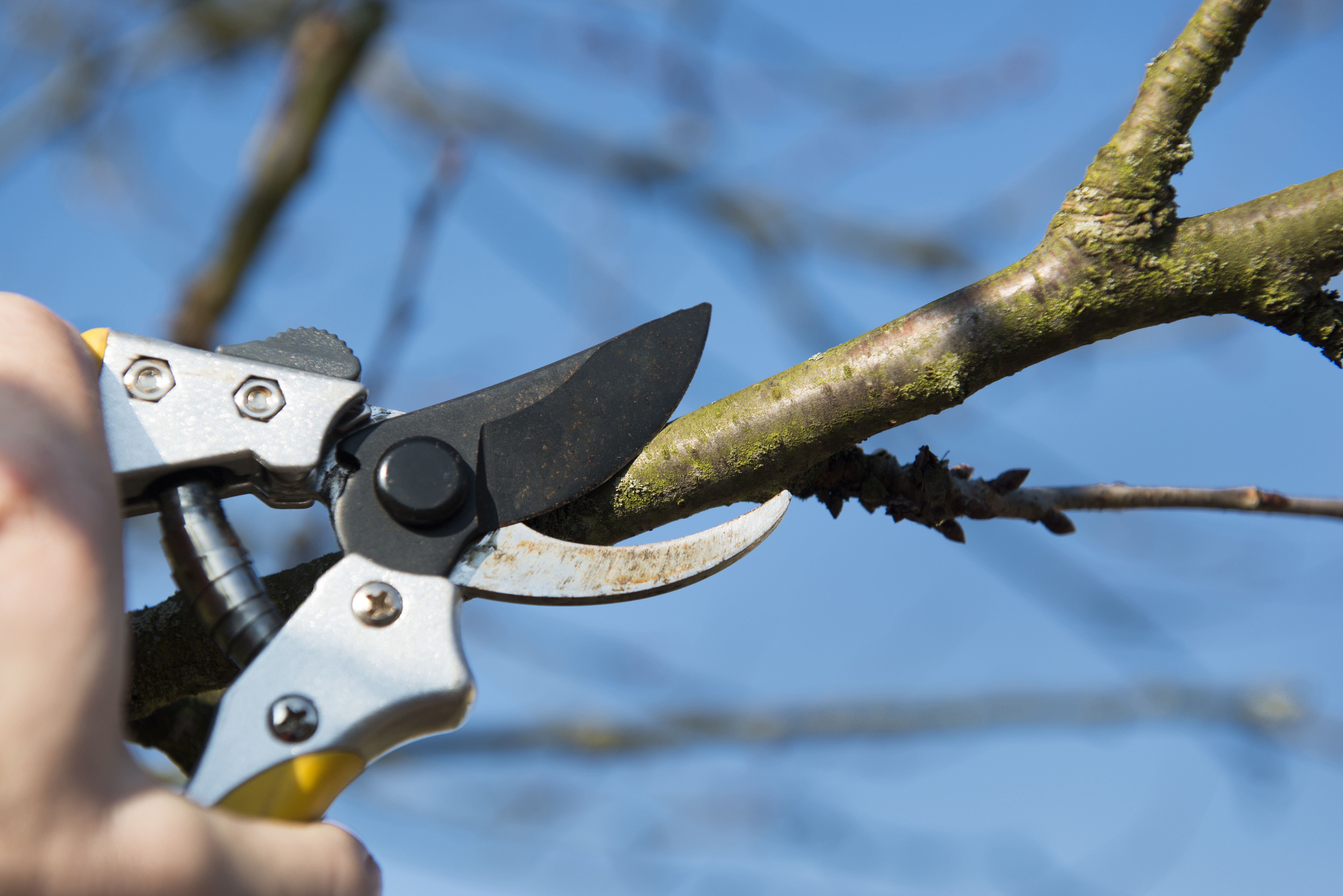 Jardinería: Servicios de MultiMontseny Serveis I Manteniments Jardinería: Servicios de MultiMontseny Serveis I Manteniments